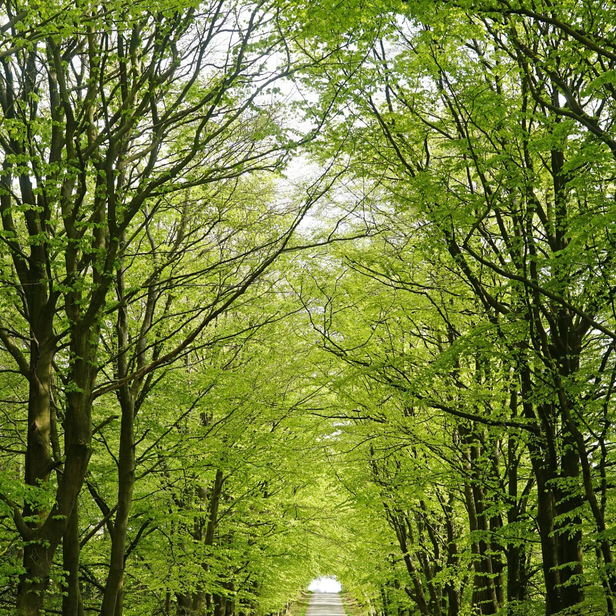 Buche Brennholz